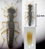 Stenus ochropus